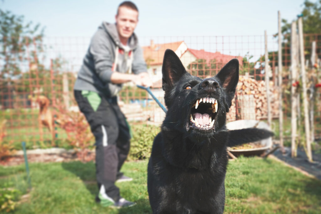 Understanding Your Rights: The Role of Dog Bite Lawyers in Personal Injury Cases