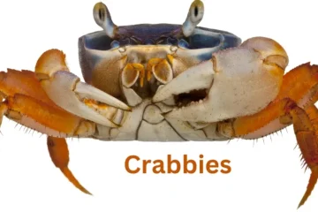 Crabnibbie