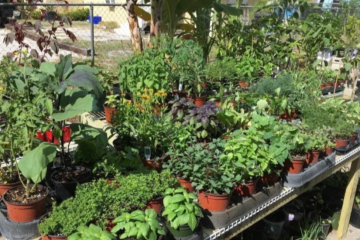 The Benefits of Plant Nurseries webfreen.com