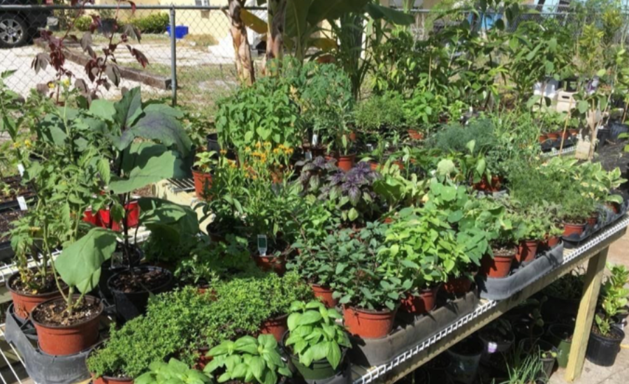 The Benefits of Plant Nurseries webfreen.com