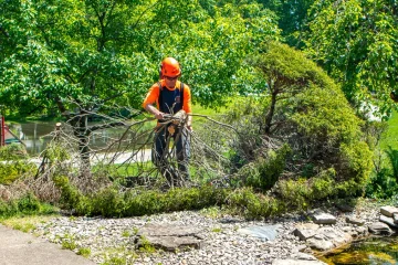 Storm Damage and Tree Care