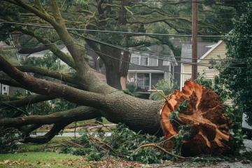 by Sno-King Stump Grinding