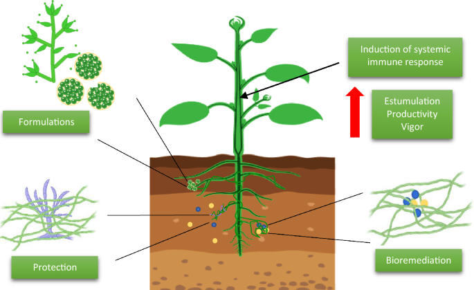 Understanding Anthracnose: How Trichoderma Harzianum Offers Effective Disease Control