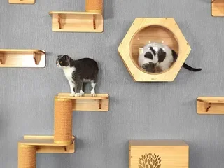 Cat Tree Placement Where to Put Your Cat Tree for Maximum Enjoyment