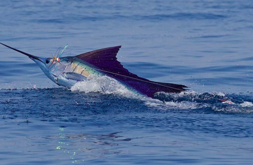 Top 5 Fishing Tournament Destinations in Costa Rica for Avid Anglers